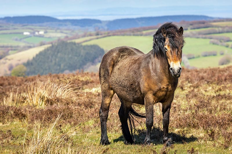 Exmoor Pony