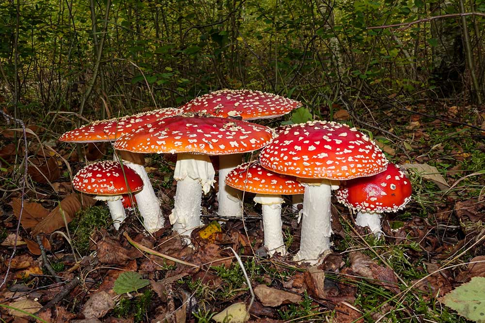 Fly Agaric