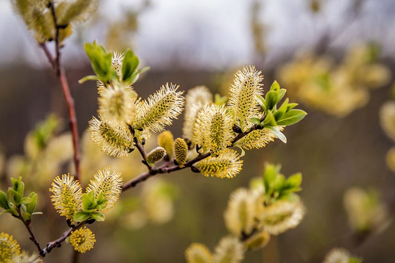 Goat Willow