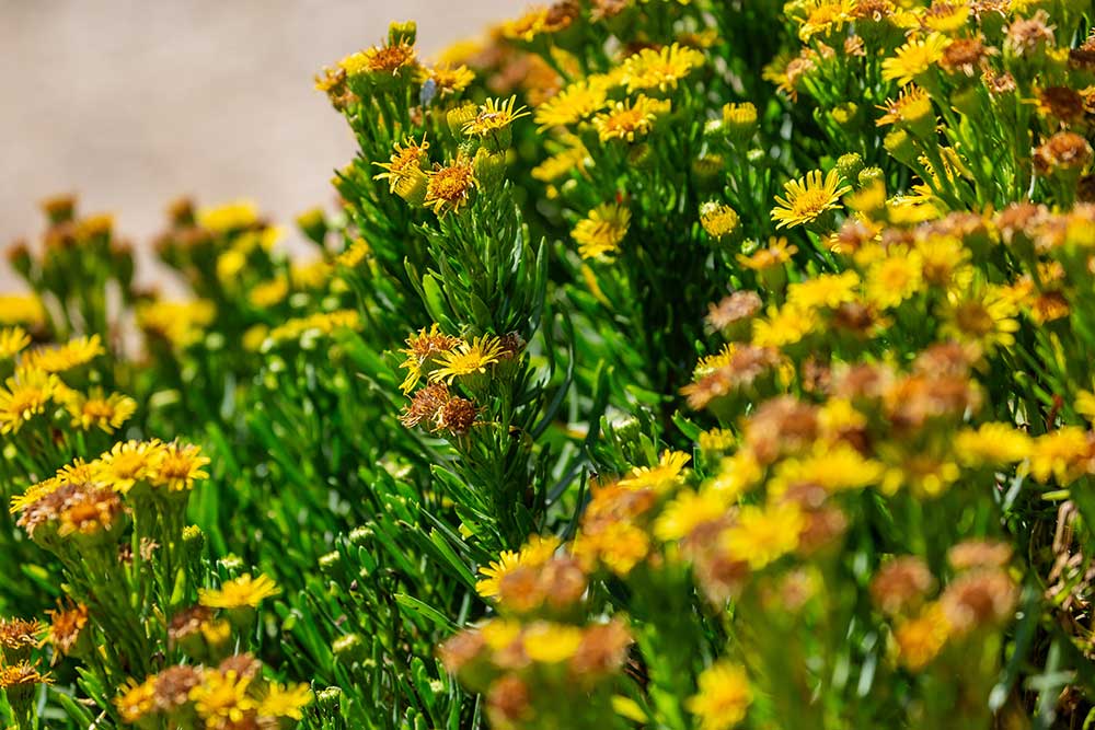 Golden Samphire