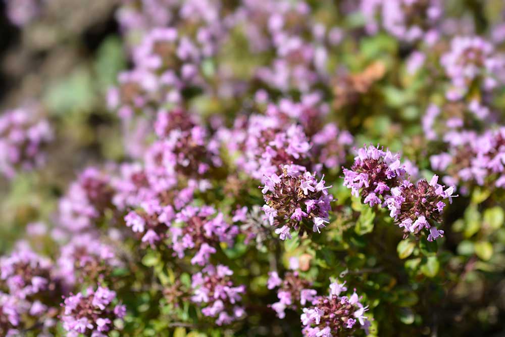 Broad-Leaved Thyme