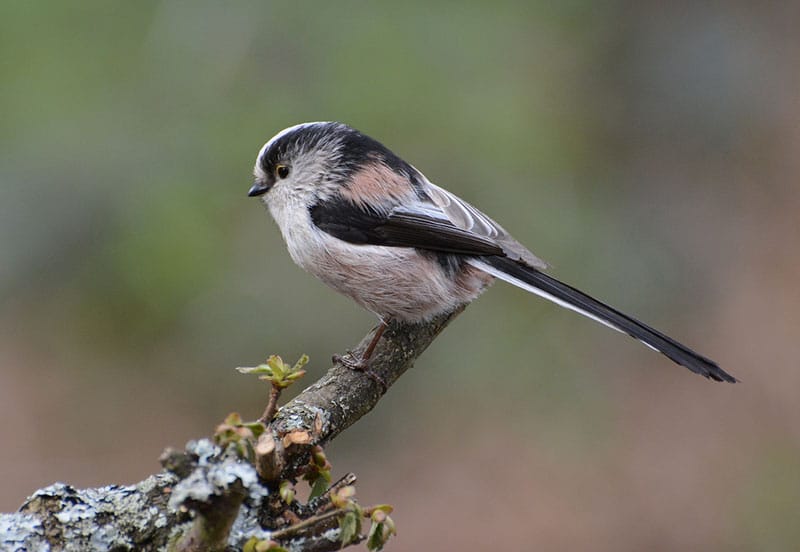Long-Tailed Tit