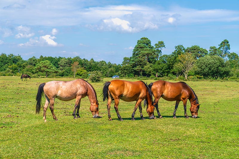 New Forest Ponies
