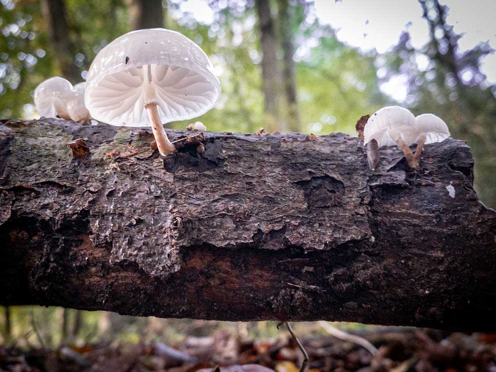 Porcelain Fungus