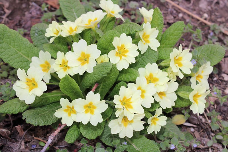 Primrose