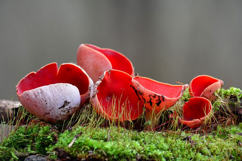 Scarlet Elf Cup