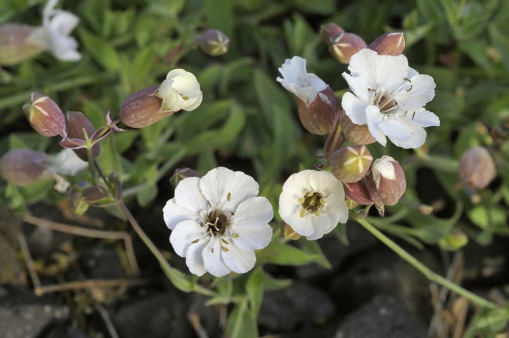 Sea Campion