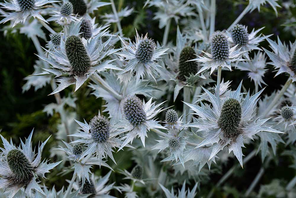 Sea-Holly