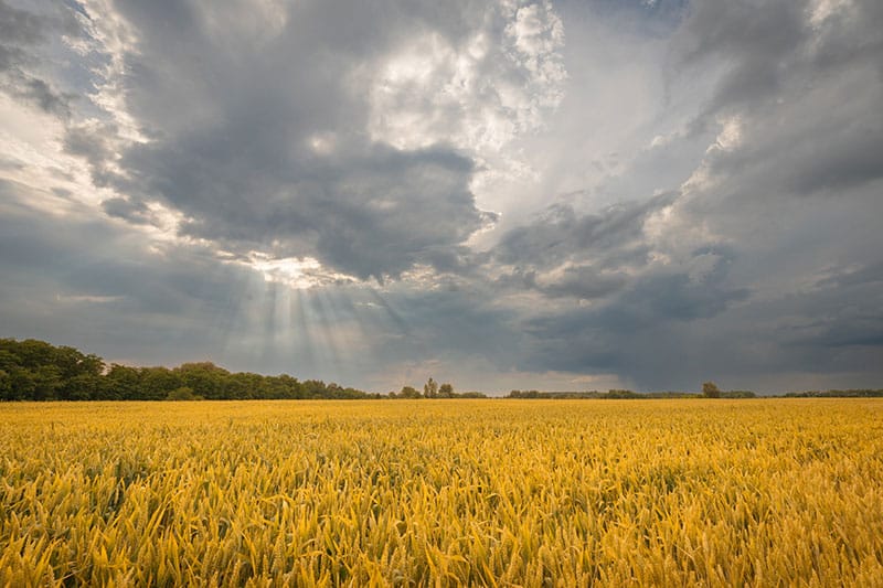 Grey Skies Over A Wheat Field