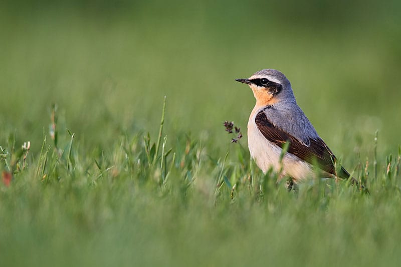 Wheatear