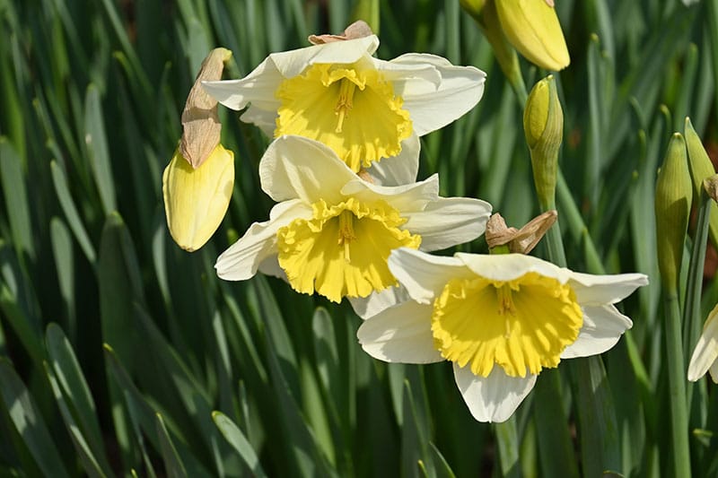Wild Daffodils