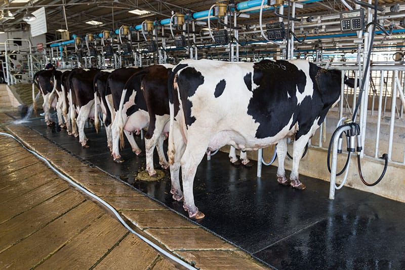 Cows Being Milked