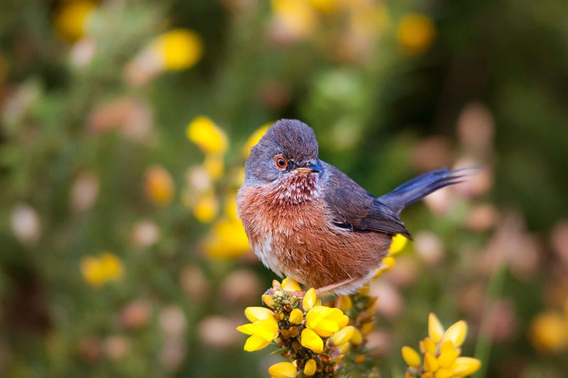 Dartford Warbler