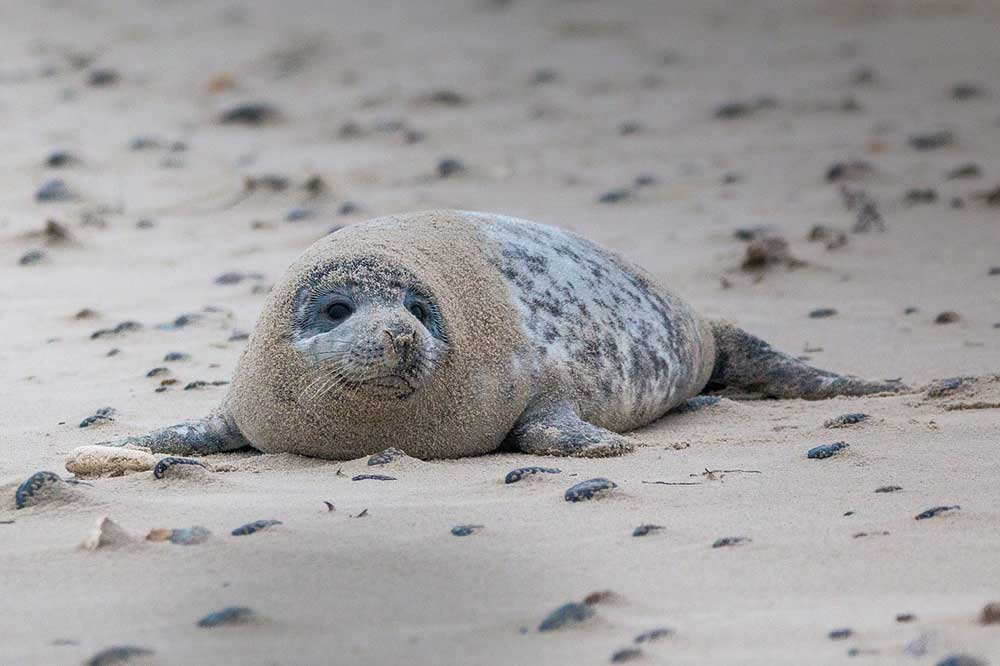 Grey Seal