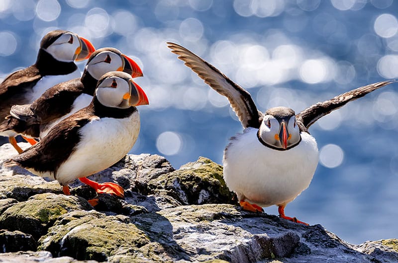 Puffins