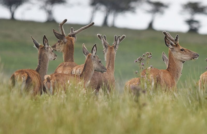 Red Deer