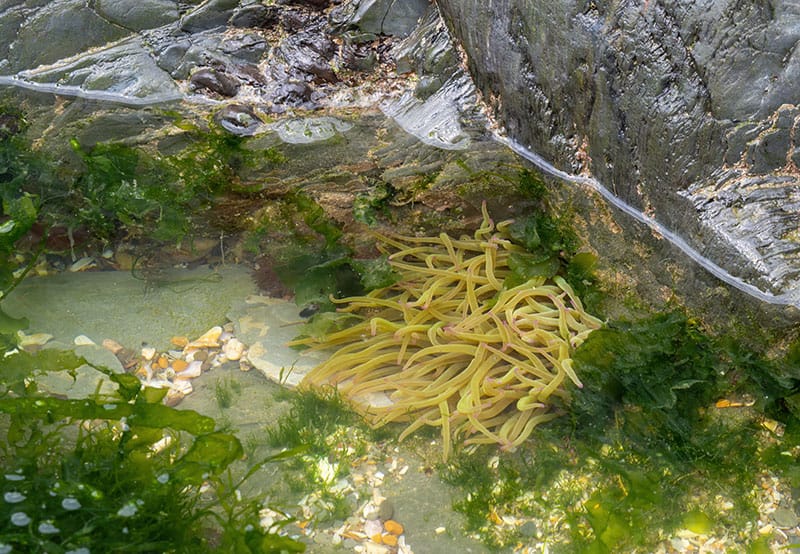 Rockpool