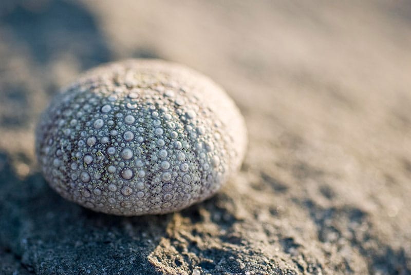 Sea Urchin