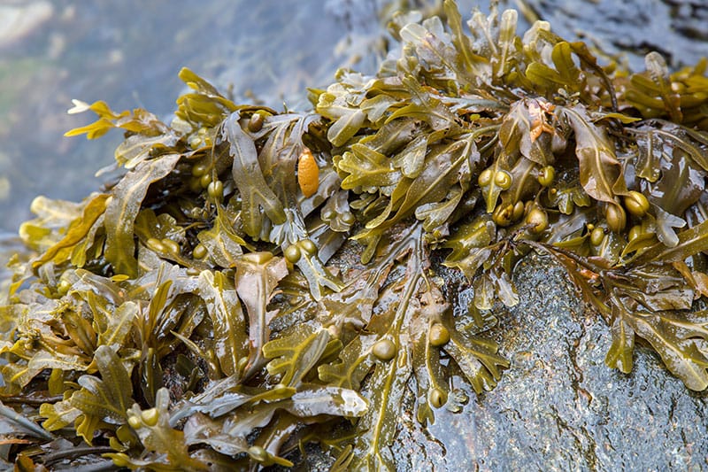 Bladder Wrack