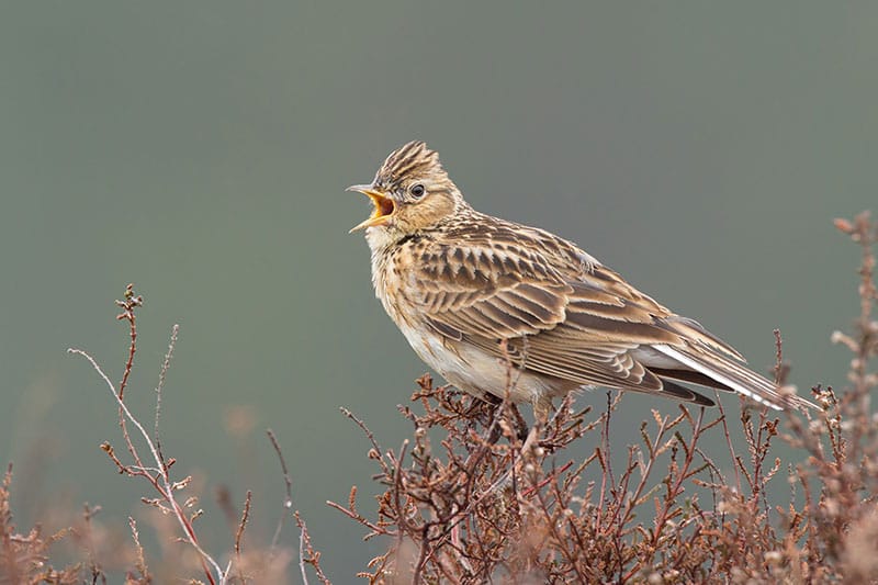 Skylark