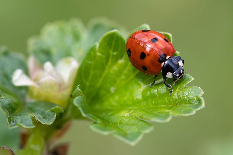 7-Spot Ladybird