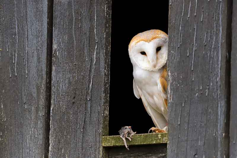 Barn Owl