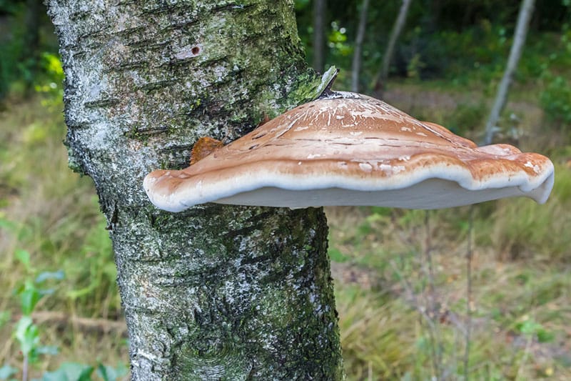 Birch Polypore