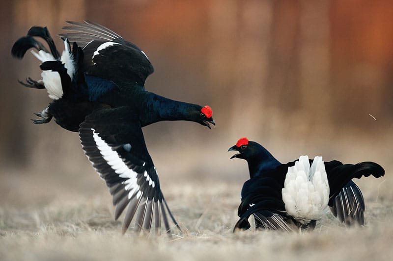 Black Grouse