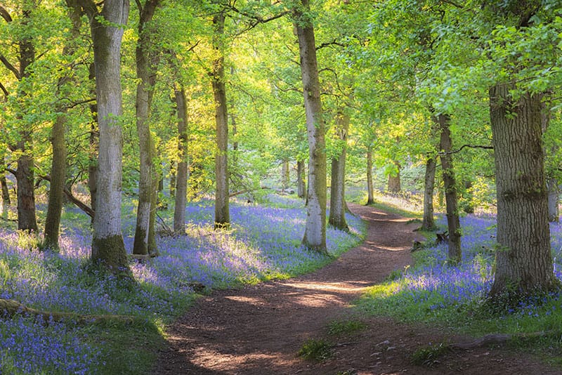 Bluebell Wood