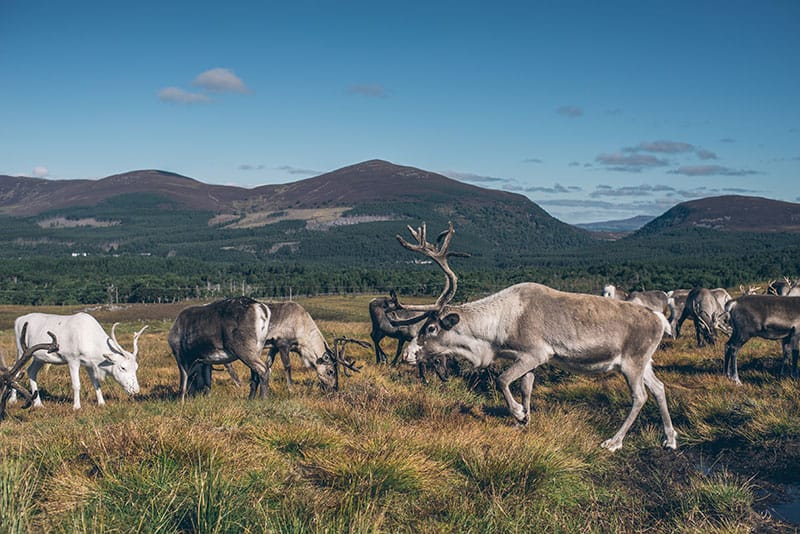 Cairngorms Reindeer