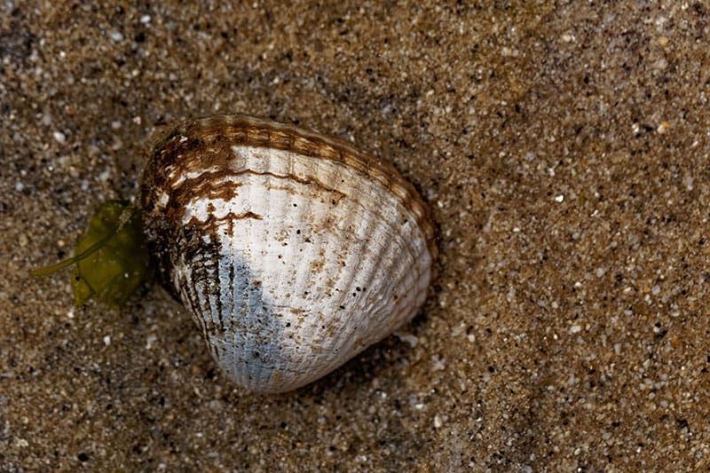 Common Cockle