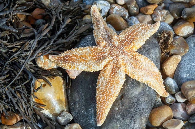 Common Starfish