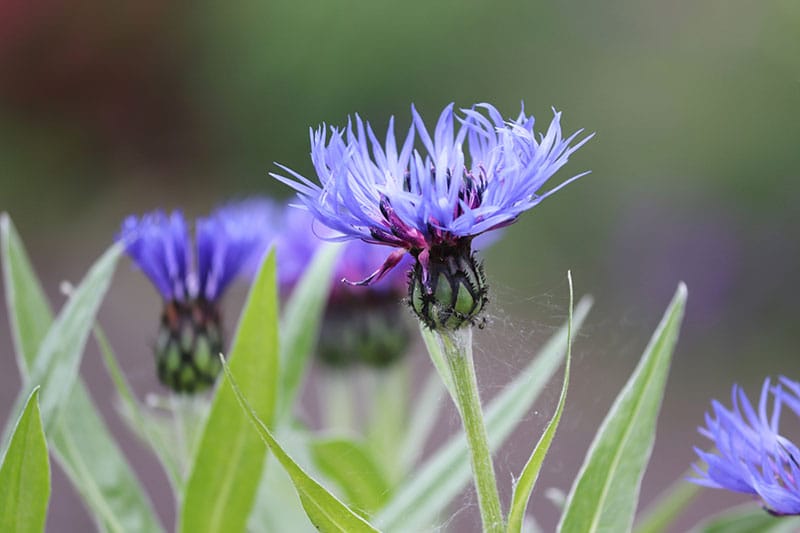 Cornflowers