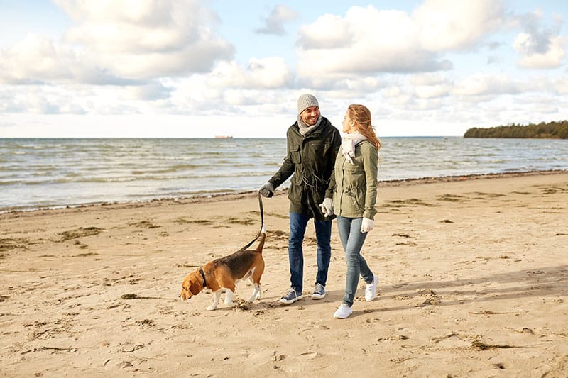 Couple Walking Their Dog On The Beach
