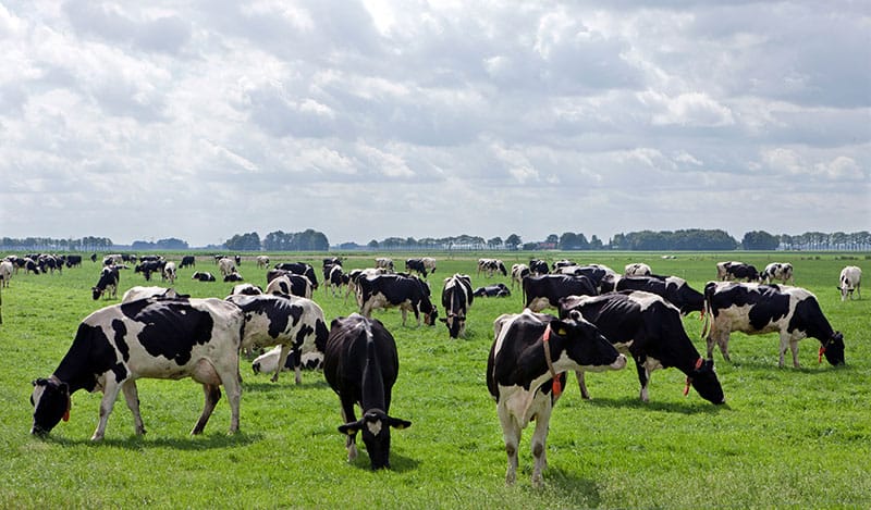 Dairy Cows In A Field