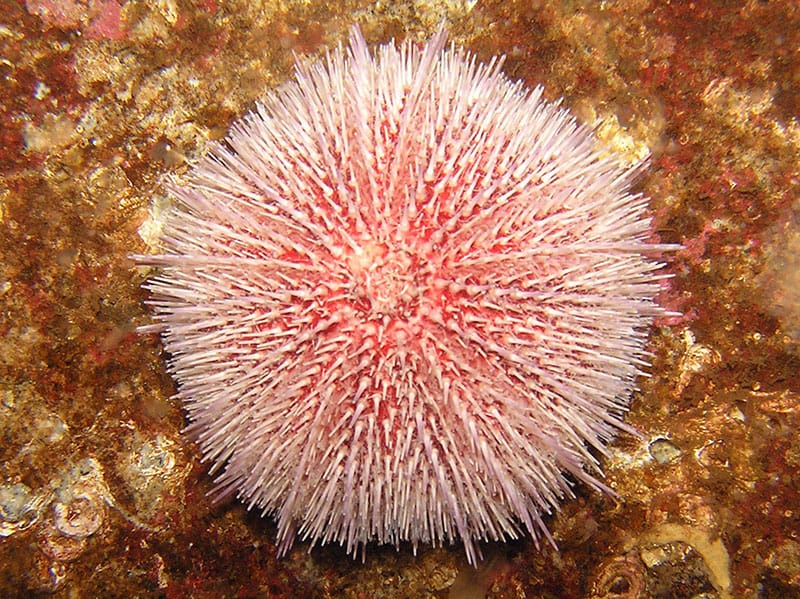 Edible Sea Urchin