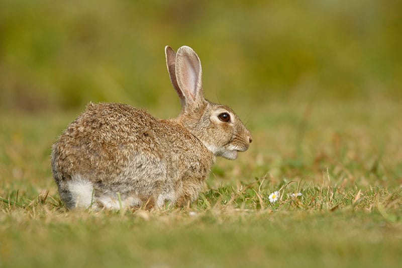 European Rabbit