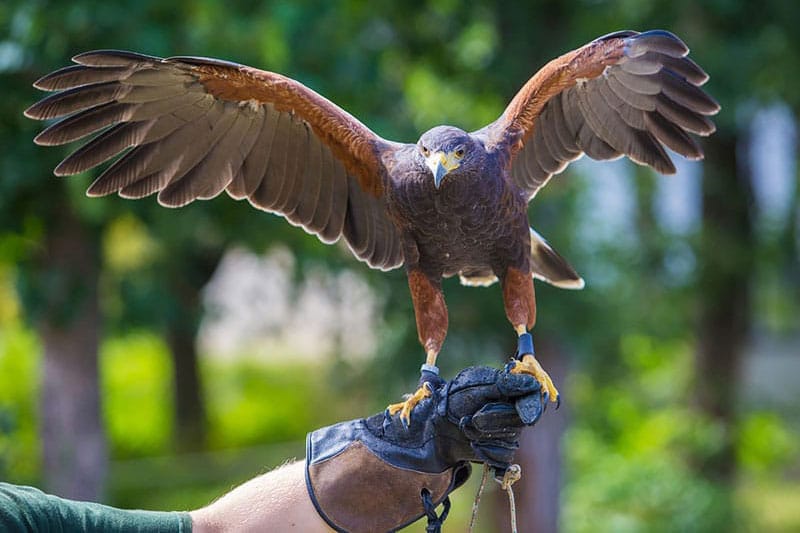 Falconry
