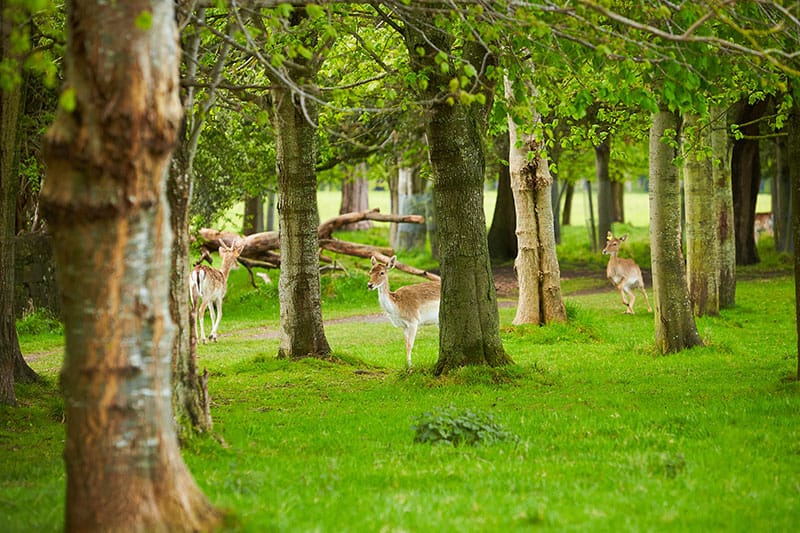 Fawns In Woodland
