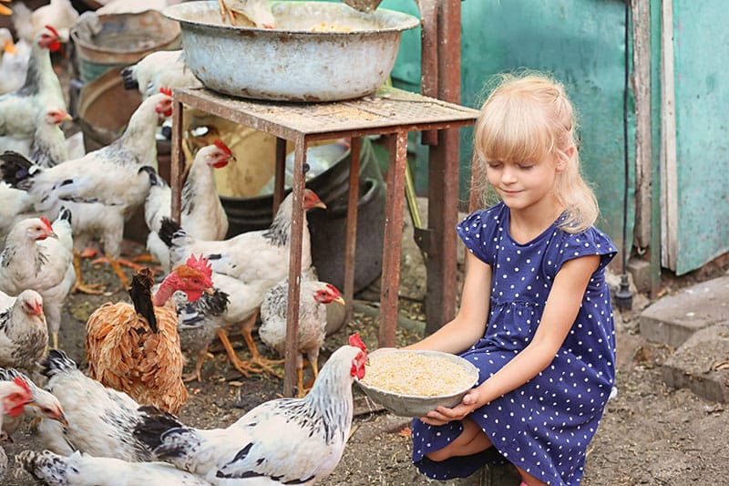 Girl Feeding Chickens