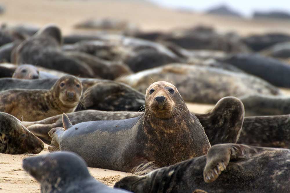Grey Seals