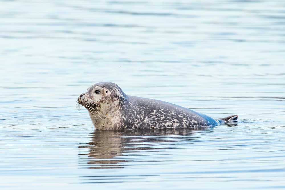 Common Seal