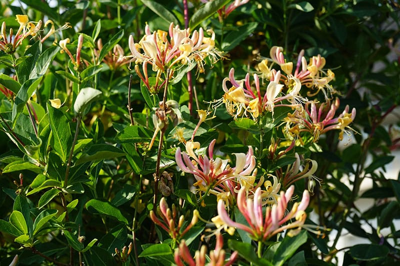 Honeysuckle