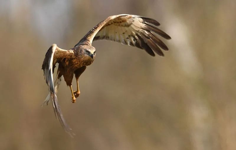 Marsh Harrier