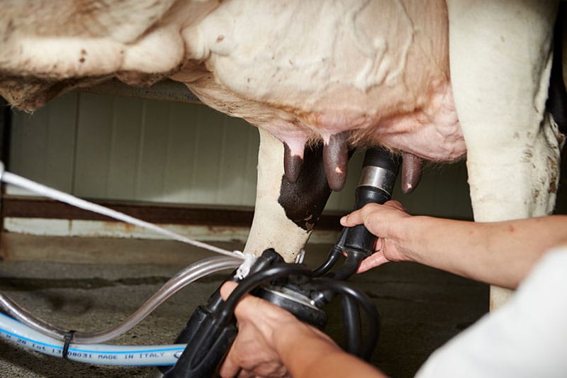 Milking A Cow