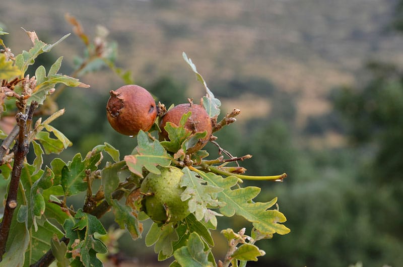 Oak Galls