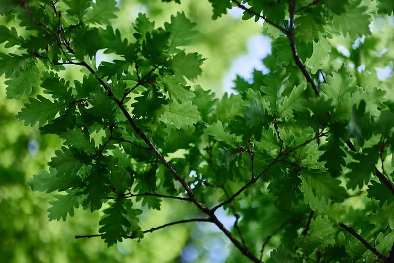 Oak Leaves