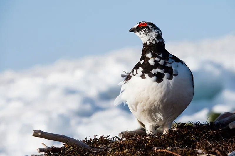 Ptarmigan