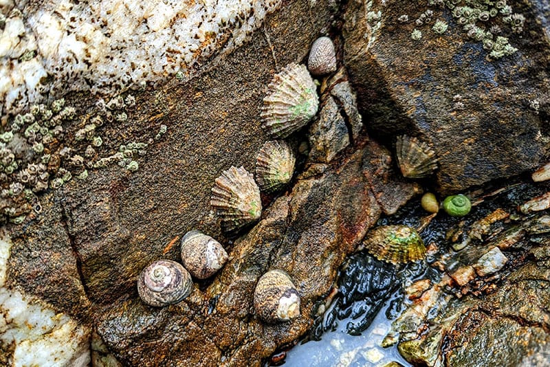 Limpets And Barnacles