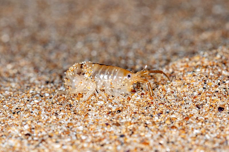 Sand Hopper